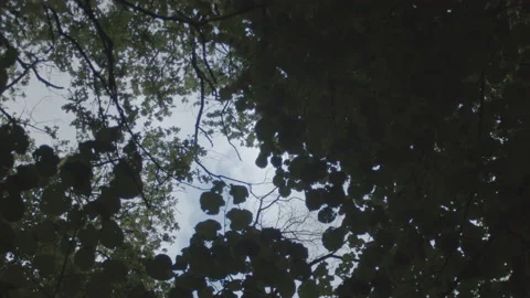 Overhead shot of trees with leaves Stock Footage 232393329