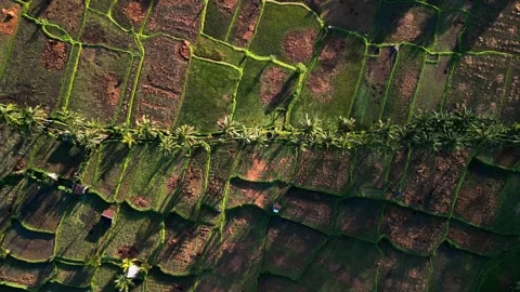 Overhead Shot of Tropical Rice Fields with Palm Corridor and Irrigated Farmland Video stock 331184543