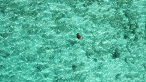 Overhead shot of turtle gently swimming in pristine shallow waters of New Stock Footage 204911029