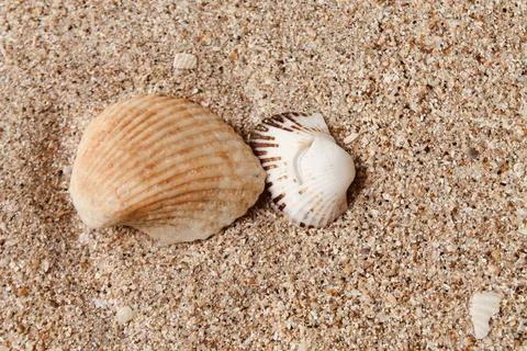 Overhead Shot of Two Cockle Shells on Fine Beach Sand in Indonesia Фото