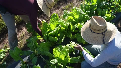 Overhead shot of two men on farm harvesting colorful swiss chard in the morning Video stock 156040109