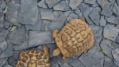 Overhead Shot of Two Tortoises Walking on Slate Ground Stock Footage 318006148