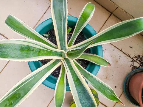 Overhead shot of a vibrant succulent plant in a teal pot, showcasing striking Stock Photos