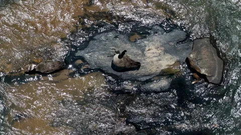 Overhead static shot of Canada geese on a river Video stock 246770796
