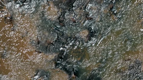 Overhead static shot of Canada geese on a river Video stock 246771009