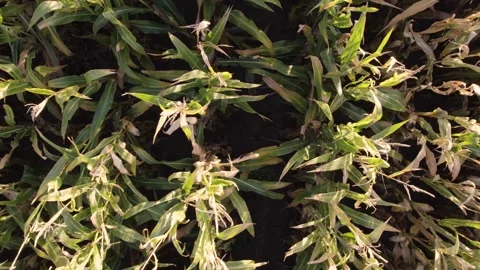 Overhead static view of a dry corn field in summer, agricultural concept ba.. 스톡 동영상 310248850