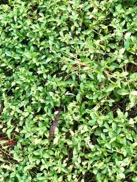 Overhead Texture of Dense Green Leaf Carpet Stock Photos