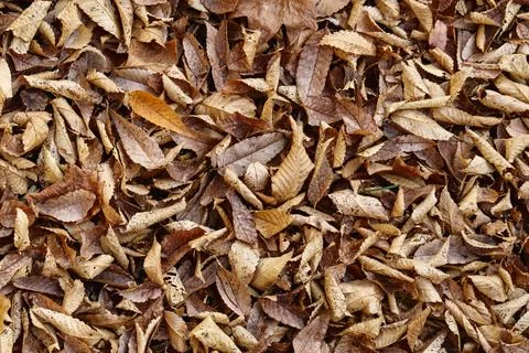 Overhead texture of dry brown fallen autumn leaves on ground Stock Photos