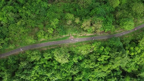 Overhead top down aerial shot of walking path amidst lush green rainforest Stock Footage 343159293