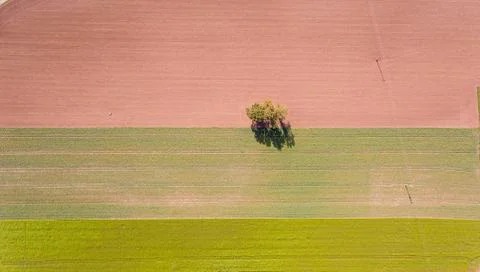 Overhead top down drone shot of a lone tree in the middle of a ploughed field. Stock Photos