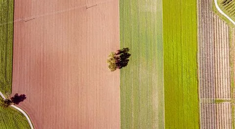 Overhead top down drone shot of a lone tree in the middle of a ploughed field. Stock Photos