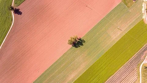 Overhead top down drone shot of a lone tree in the middle of a ploughed field. Stock Photos