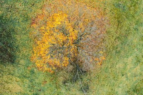 Overhead top down drone shot of a lone autumn tree in the middle of a field. Stock Photos