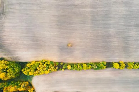 Overhead top down drone shot of a lone tree in the middle of a ploughed field Stock Photos
