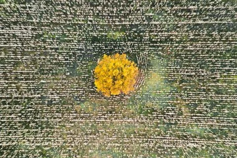 Overhead top down drone shot of a lone tree in the middle of a corn field in Stock Photos