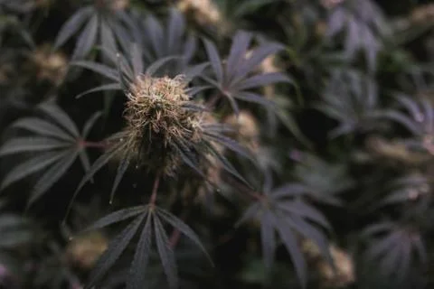 Overhead top down view of indoor medical marijuana flower, complete with whit 스톡 사진