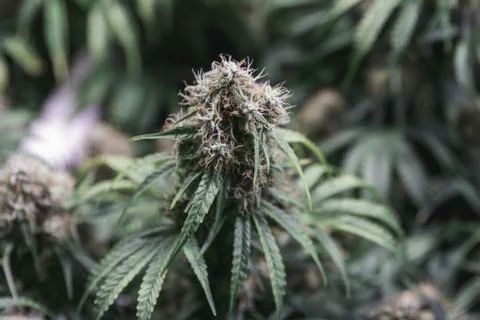 Overhead top down view of indoor medical marijuana flower, complete with whit 스톡 사진