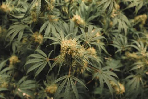 Overhead top down view of indoor medical marijuana flower, complete with whit Stock Photos