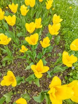 Overhead Top View of Full Blooming Yellow Tulips in Flowerbed Stock Photos