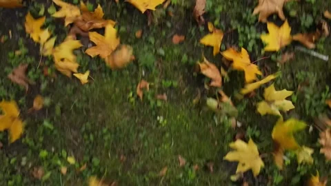 Overhead top view of maple yellow leaves on green grass Stock Footage 150043181