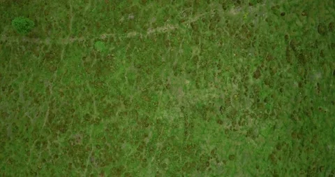 Overhead top view of pasture in Alpine valley Stock Footage 147933403