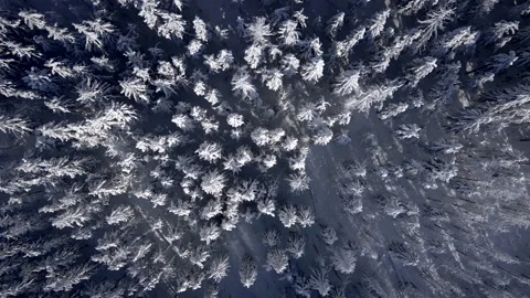 Overhead top view of snowed forest with pine trees Stock Footage 149942822