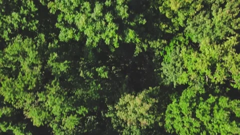 Overhead top view of treetops Stock Footage 146859199