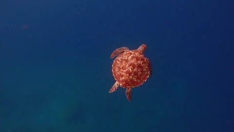 Overhead tracking shot of a green sea turtle swimming while struggling against Stock Footage 341005282
