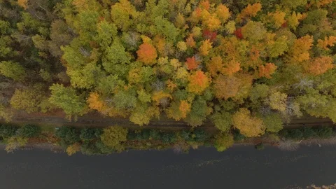 Overhead trailside view of fall trees by a drone slowly drifting Stock Footage 119185875