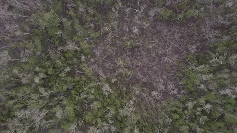 Overhead Of Trees In Florida Everglades Stock Footage 95562297