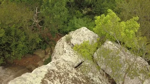 Overhead Treetops Video stock 95566565