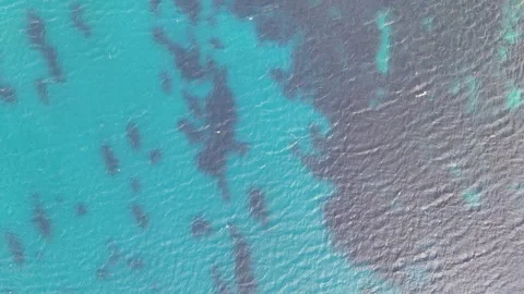 Overhead turquoise sea water texture dark seagrass patches shifting gradient Stock Footage 343587837