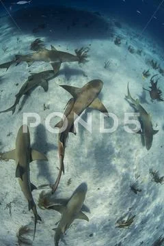 Overhead Underwater View Of School Of Lemon Sharks Swimming Near Seabed, Tiger