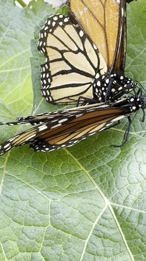 Overhead vertical of mating monarch butterflies Stock Footage 322552939