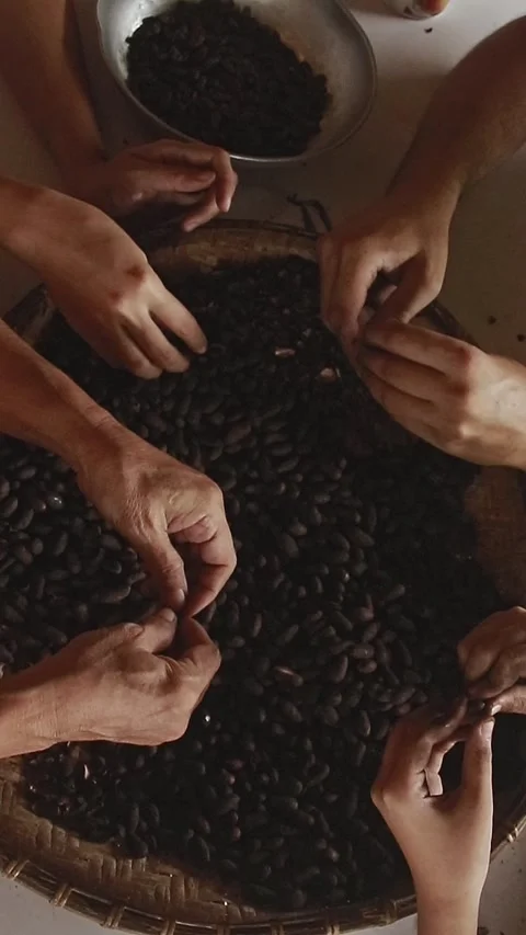 Overhead vertical view of hands peeling roasted cocoa seeds Stock Footage 251728234