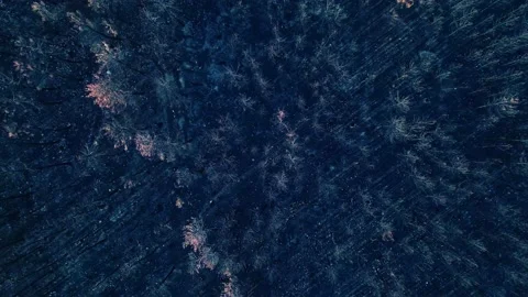Overhead video of a burnt forest 스톡 동영상 221369639