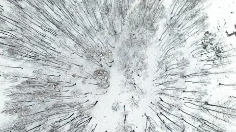 Overhead video of winter trees and snowy ground The Concept of Cold Atmospher 스톡 동영상 327445184
