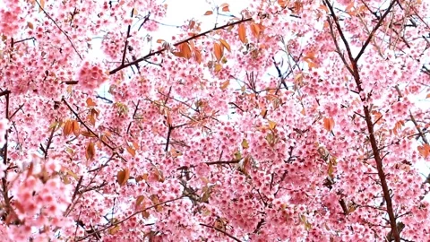 Overhead View of Abundant Pink Cherry Blossoms in Full Bloom Stock Footage 311530095