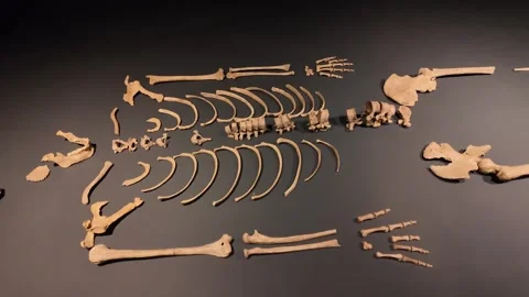 Overhead View Of Ancient Human Skeleton Bones Displayed At Sao Raimundo Nonato Stock Footage 346193380
