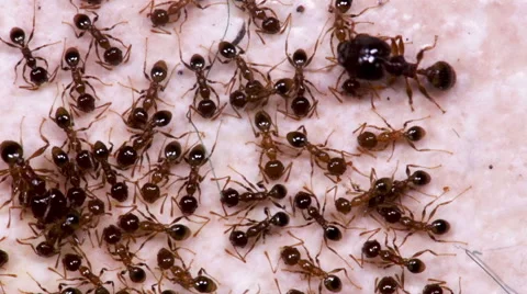 Overhead view of ants eating Stock Footage 52091315
