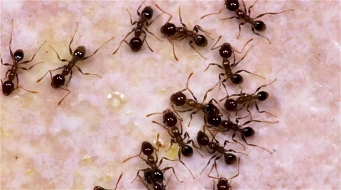Overhead view of ants moving, eating and socialising Stock Footage 52052718