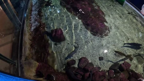 Overhead view of Arctic fish swimming in open aquarium pool at Polaria Stock-Footage 341429320