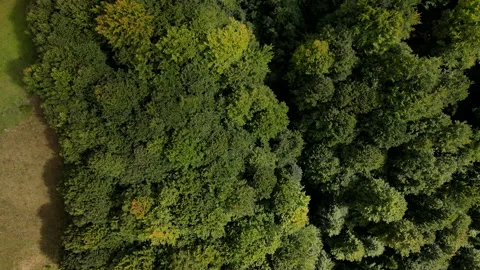 Overhead view of autumn forest Stock Footage 198714050