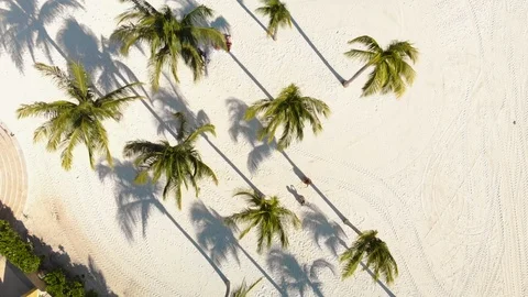 Overhead view of a beach with rows of palm trees near Cancun, Mexico. Stock Footage 104122067