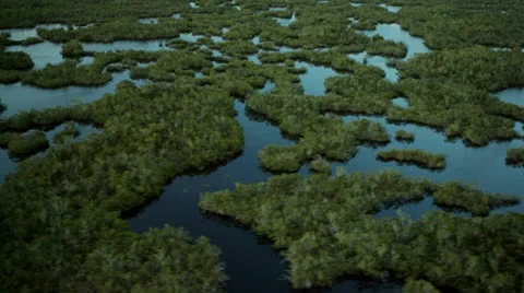 Overhead View of Beautiful Everglades Stock-Footage 26244997