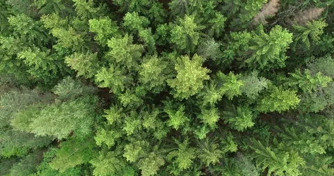 Overhead view of beautiful green trees in the forest at windy day. Stock Footage 111399491