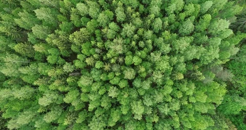 Overhead view of beautiful green trees in the forest at windy day Stock Footage 111399493