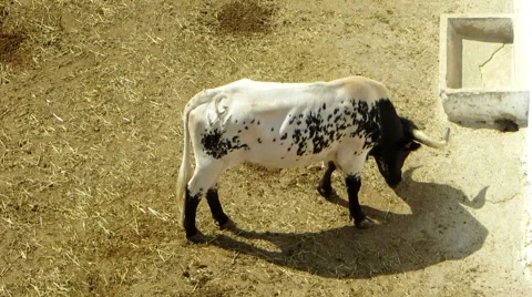 Overhead view of a black and white cow or bull grazing. Stock Footage 41103961