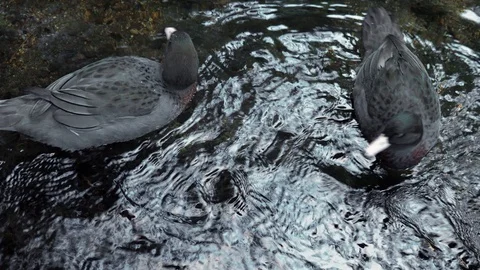Overhead view of blue duck breeding pair on river Stock Footage 111738188