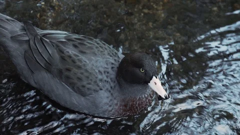 Overhead view of blue duck on river Stock Footage 111738258